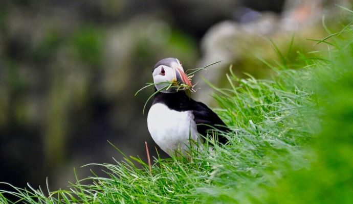 faroepuffin