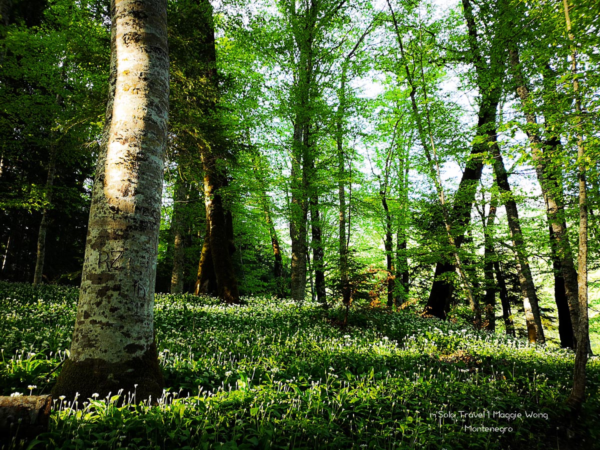 montenegro biogradska gora 