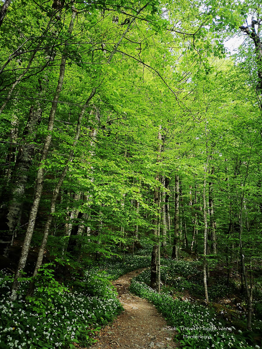 montenegro biogradska gora 