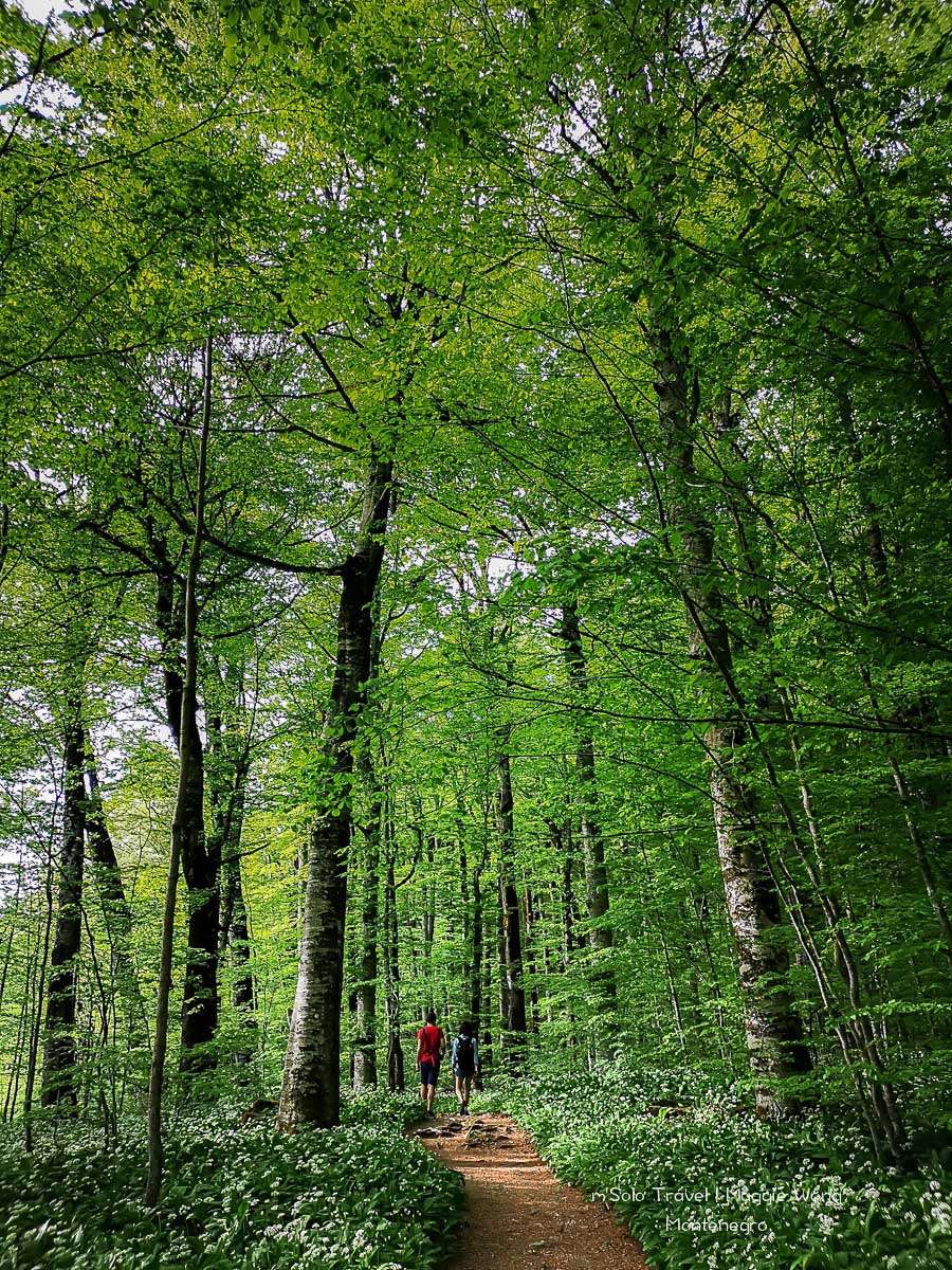 montenegro biogradska gora 