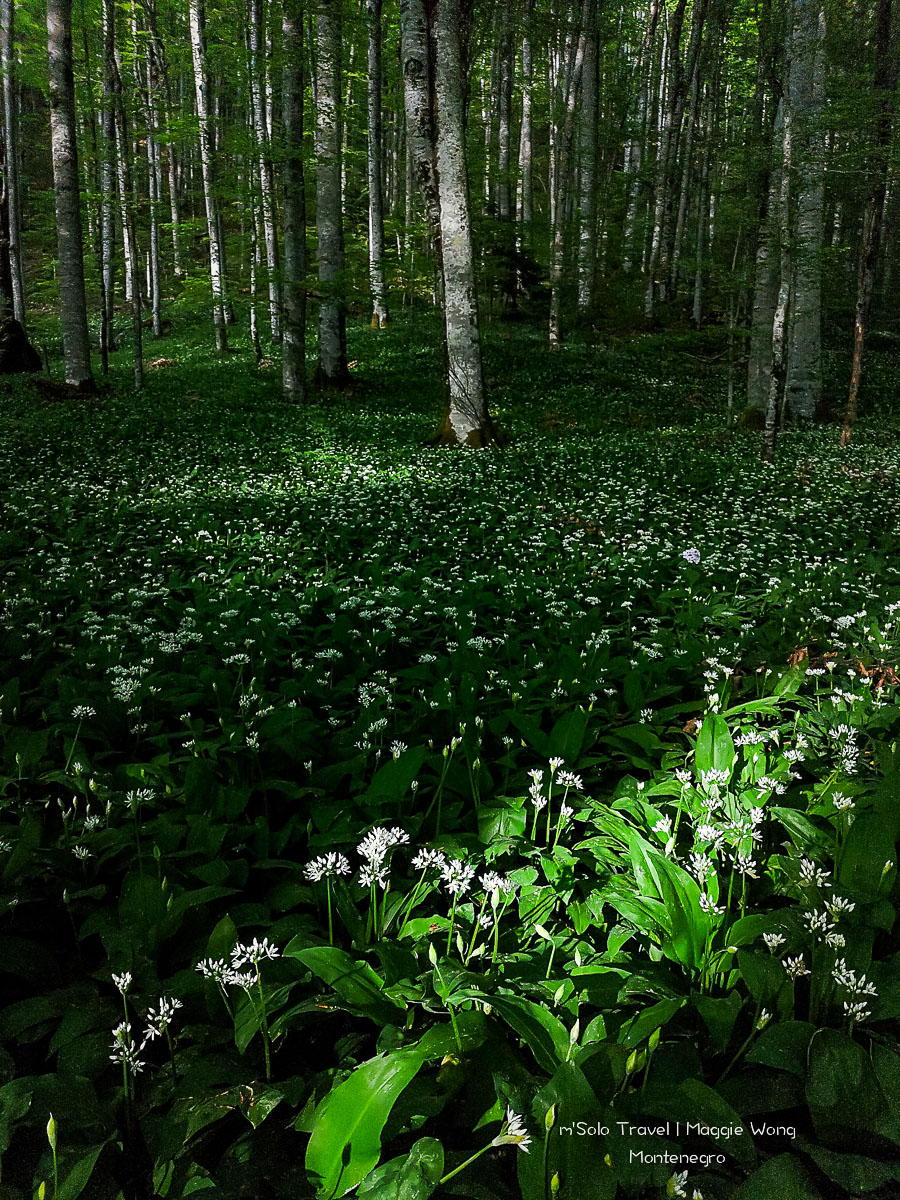 montenegro biogradska gora 