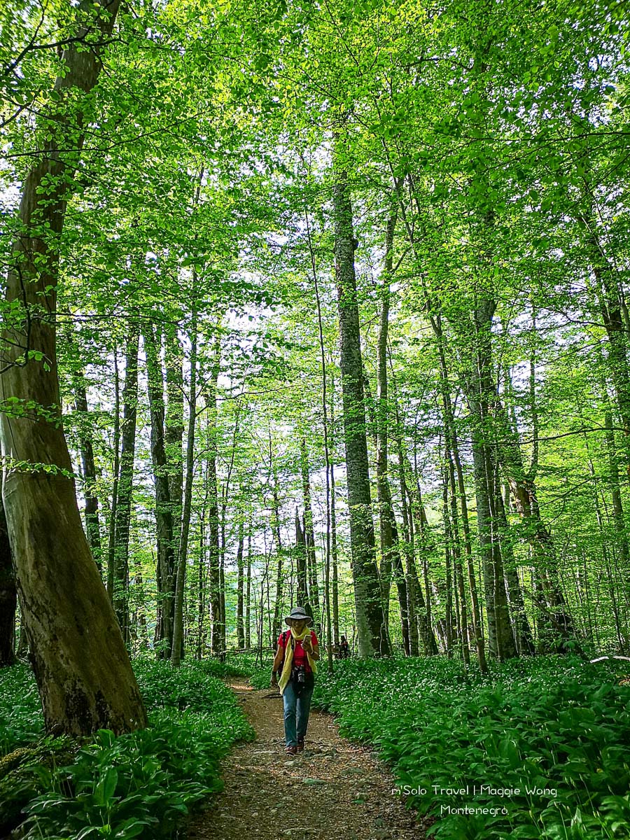 montenegro biogradska gora 